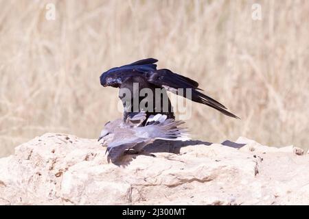 Cape Crow (Corvus capensis), das vor der Kapschildkröte / Ringhalstaube (Streptopelia capicola) Kalahari, Nordkap, Südafrika, steht Stockfoto