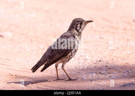 Erdschaber-Thrush (Psophocichla litsitsirupa pauciguttatus), Tweerivieren, Kgalagadi Transfrontier Park, Kalahari, Nordkap, Südafrika Stockfoto