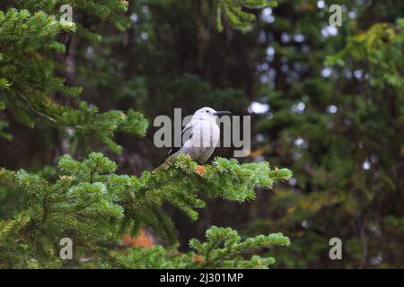 Banff National Park, Lake Louise, Pine Jay, Nucifraga columbiana Stockfoto