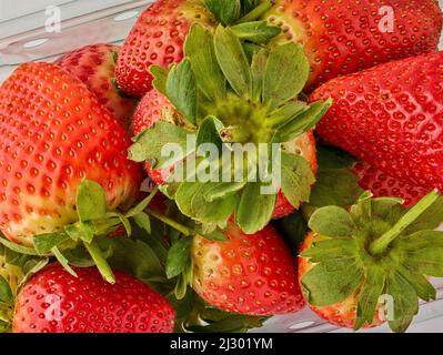 Makrofutter/Fruchtportrait mit einer sukkkkkkkkenden roten Erdbeere auf einfachem Hintergrund Stockfoto