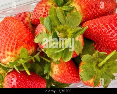 Makrofutter/Fruchtportrait mit einer sukkkkkkkkenden roten Erdbeere auf einfachem Hintergrund Stockfoto