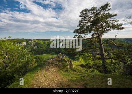 Blick von Stiegelesfelsen, bei Fridingen, Naturpark Obere Donau, Oberes Donautal, Donau, Schwäbische Alb, Baden-Württemberg, Deutschland Stockfoto