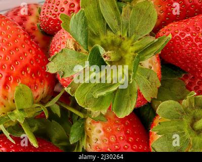 Makrofutter/Fruchtportrait mit einer sukkkkkkkkenden roten Erdbeere auf einfachem Hintergrund Stockfoto