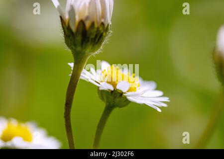 Gänseblümchen, Bellis perennis, Blüten Stockfoto