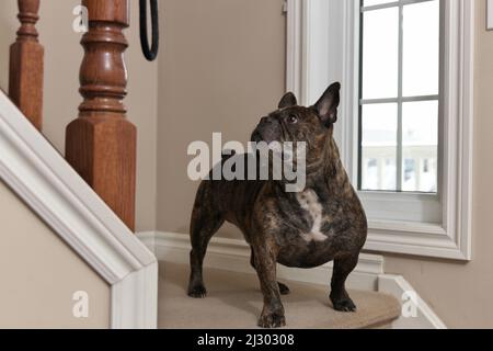 Ein entzückender Chocolate Brown French Bulldog schaut die Treppe erwartungsvoll nach seinem Besitzer hinauf Stockfoto