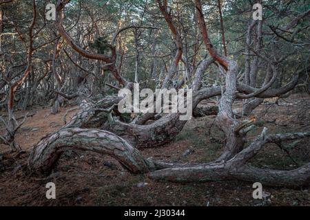 Windformte krumme Bäume im Wald Trollskogen auf der Insel Öland im Osten von Schweden Stockfoto