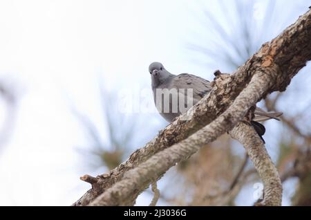 Hybrid zwischen Steintaube Columba livia und eurasischer Halstaube Streptopelia decaocto. Las Lajas. Vilaflor. Teneriffa. Kanarische Inseln. Spanien. Stockfoto