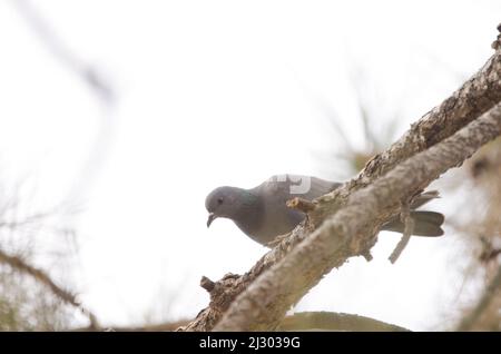 Hybrid zwischen Steintaube Columba livia und eurasischer Halstaube Streptopelia decaocto. Las Lajas. Vilaflor. Teneriffa. Kanarische Inseln. Spanien. Stockfoto