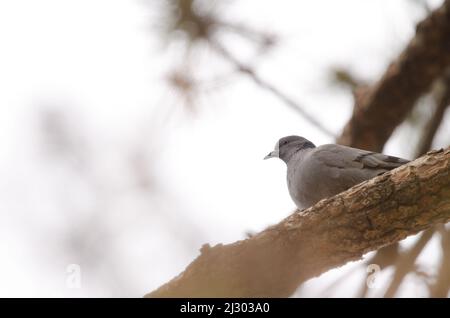 Hybrid zwischen Steintaube Columba livia und eurasischer Halstaube Streptopelia decaocto. Las Lajas. Vilaflor. Teneriffa. Kanarische Inseln. Spanien. Stockfoto