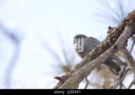 Hybrid zwischen Steintaube Columba livia und eurasischer Halstaube Streptopelia decaocto. Las Lajas. Vilaflor. Teneriffa. Kanarische Inseln. Spanien. Stockfoto