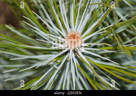 Ausläufer der Kanarienkiefer Pinus canariensis. Las Lajas. Vilaflor. Naturpark Corona Forestal. Teneriffa. Kanarische Inseln. Spanien. Stockfoto