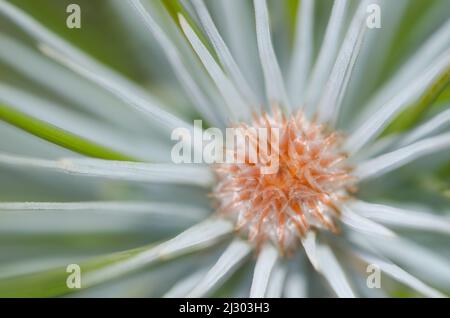 Ausläufer der Kanarienkiefer Pinus canariensis. Las Lajas. Vilaflor. Naturpark Corona Forestal. Teneriffa. Kanarische Inseln. Spanien. Stockfoto