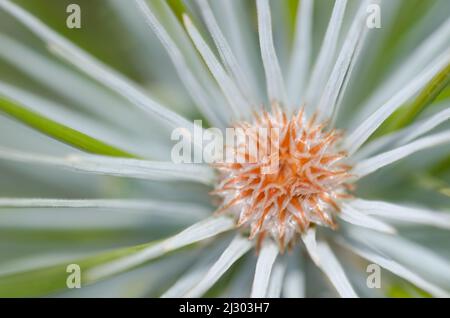Ausläufer der Kanarienkiefer Pinus canariensis. Las Lajas. Vilaflor. Naturpark Corona Forestal. Teneriffa. Kanarische Inseln. Spanien. Stockfoto