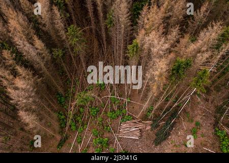 Tote Fichten und einzelne grüne Bäume nach der Dürre aus der Vogelperspektive gesehen 's Stockfoto