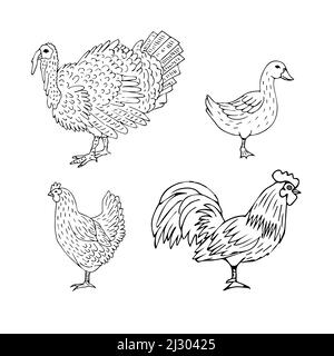 Vektor-Set-Paket von Hand gezeichneten Doodle Skizze Hausvögel auf weißem Hintergrund isoliert Stock Vektor