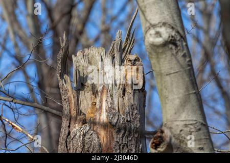 Große gehörnte Eule. Die jungen Eulen auf dem Nest Stockfoto