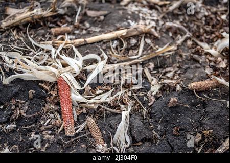 Maisfeld nach der Ernte mit übersätem Boden. Stockfoto