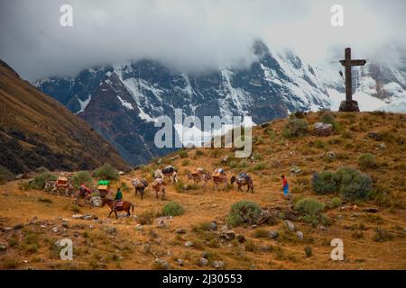 Burro Pack Zug, Trekking in der Cordillera Huayhuash, Peru Stockfoto