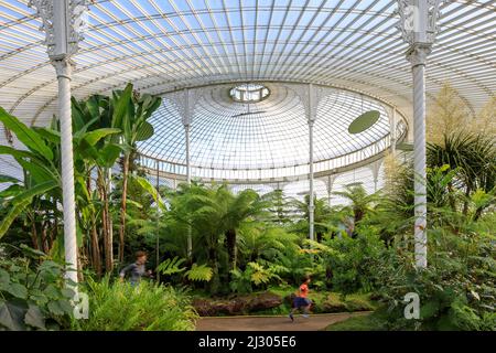 Innenaufnahme des Kibble Palace, Glasgow Botanic Gardens, Glasgow, Schottland Großbritannien Stockfoto