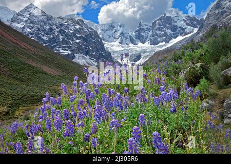 Lupinen blühen in der Cordillera Huayhuash, Peru Stockfoto