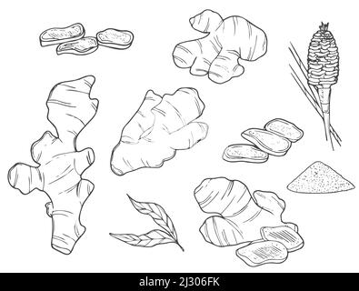 „Doodle Ginger“-Set. Wurzeln und Scheiben. Schwarze Linie Skizze Sammlung von Kräutern und Gewürzen isoliert auf weißem Hintergrund. Doodle handgezeichnete gesunde Lebensmittel ico Stock Vektor