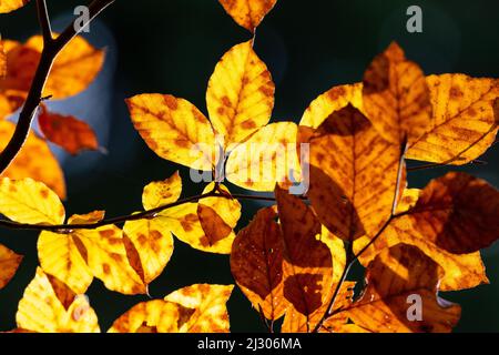 Goldbraune Blätter eines Zweiges in Herbstfarbe, Lamstedt, Niedersachsen, Deutschland Stockfoto