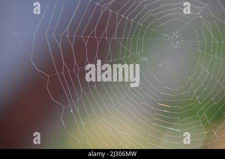 Spider's Web im Detail Stockfoto