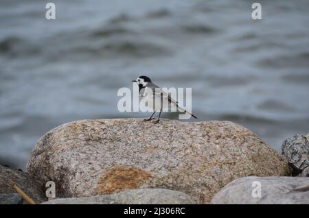 Niedliche kleine weiße Bachstelze Stockfoto