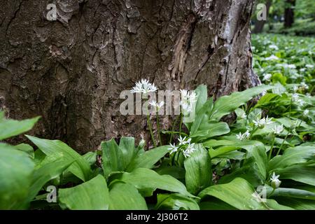Blühender Bärlauch im Englischen Garten, Allium ursinum, München, Oberbayern, Bayern, Deutschland, Europa Stockfoto