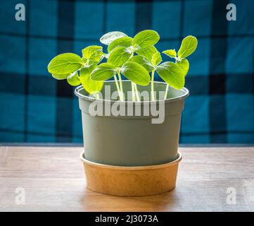 Gurken-Sämlinge in einem Topf auf blauem karierten Musterhintergrund, Indoor Hobby Gartenarbeit Stockfoto