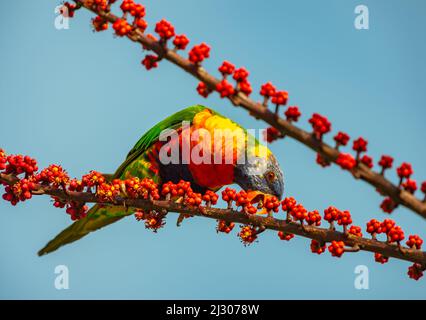 Ein bunt zusammengewürfelter Papagei frisst rote Beeren von einem Baum, Port Douglas, Queensland, Australien Stockfoto