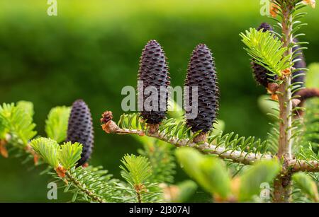 Junge Fichtenzapfen (abies species) wachsen auf Zweig mit Tanne, Nahaufnahme Detail Stockfoto