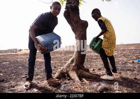 Einsamer ausgetrockneter Baum in versengten, trockenen afrikanischen Ackerland, mit zwei Jungen, die versuchen, ihn durch Bewässerung seiner Wurzeln zu retten; globales Problem der Wüstenbildung und c Stockfoto