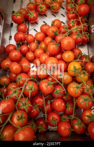 Große und kleine Tomatos aus roten Reben werden nebeneinander in Kisten in einem Lebensmittelgeschäft ausgestellt. Stockfoto