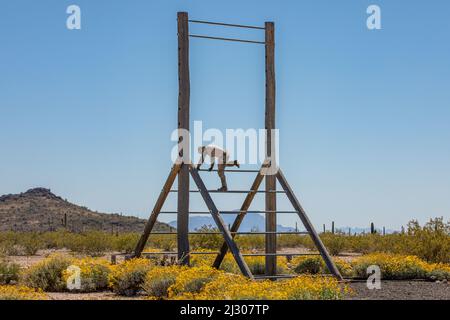 Florence, Arizona, USA. 23. März 2022. U.S. Army 2. LT. Jackson Garber with A Company, 1-158. Infanterie-Bataillon klettert während des Hindernisparcours-Events im Florence Military Reservation, in Florence, Arizona, 23. März 2022 über ein Hindernis. Der AZNG Best Warrior Competition ist eine spezialisierte Veranstaltung, die sich auf die Bereitstellung einer Reihe von Soldatenfähigkeiten konzentriert, die die aus unseren verschiedenen Gemeinden stammenden Soldaten testen und ausbilden. Kredit: U.S. Army/ZUMA Press Wire Service/ZUMAPRESS.com/Alamy Live Nachrichten Stockfoto