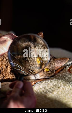 Grau gestromte Katze mit gelben Augen durch eine Lupe Stockfoto