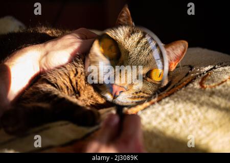 Grau gestromte Katze mit gelben Augen durch eine Lupe Stockfoto