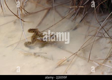 Die Kröte saß in einem Teich und suchte während der Frühjahrssaison nach einem Partner. County Durham, England, Großbritannien. Stockfoto