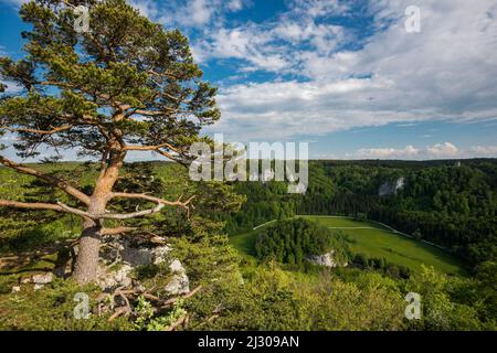 Blick von Stiegelesfelsen, bei Fridingen, Naturpark Obere Donau, Oberes Donautal, Donau, Schwäbische Alb, Baden-Württemberg, Deutschland Stockfoto