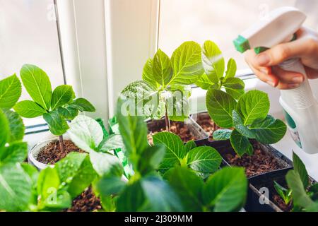 Gärtner sprüht bigleaf Hortensien mit Wasser unter Pflege von neuen Pflanzen. Wachsende Büsche aus Stecklingen in Töpfen zu Hause Stockfoto