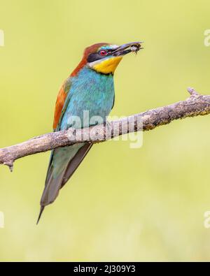Europäischer Bienenfresser (Merops apiaster) auf Zweig mit Biene in der Nähe der Zuchtkolonie thront. Dieser Vogel brütet in Südeuropa und in Teilen von Nort Stockfoto