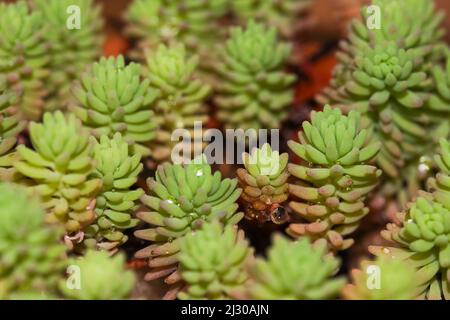 Türkische Stonekrop-Sukkulentanlage mit Wassertropfen (Sedum pallidum) Stockfoto