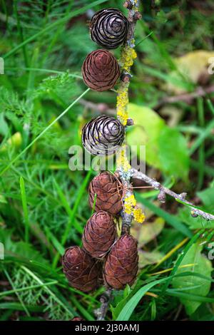 Lärchenzweig mit Zapfen im Sommer auf grünem Hintergrund. Stockfoto