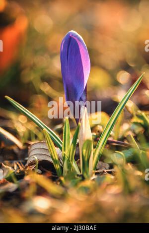 Farbenfrohe Naturszene mit Blumen. Schöne Krokus auf einer grünen Lichtung, um den Frühling zu begrüßen. Foto in geringer Schärfentiefe. Stockfoto