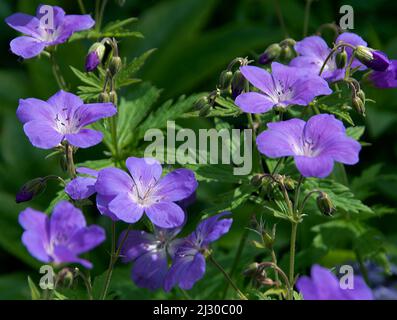 Geranium Sylvaticum 'Mayflower' Stockfoto