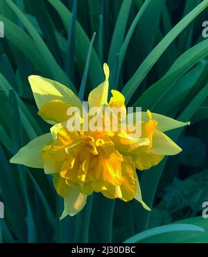 Narcissus Van Sion Stockfoto