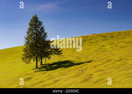 Buckelwiesen zwischen Mittenwald und Krün, Werdenfelser Land, Oberbayern, Bayern, Europa Stockfoto