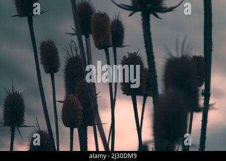 Eine Nahaufnahme von wilden Teelpflanzen vor dem Abendhimmel bei Sonnenuntergang mit einem verschwommenen Hintergrund Stockfoto