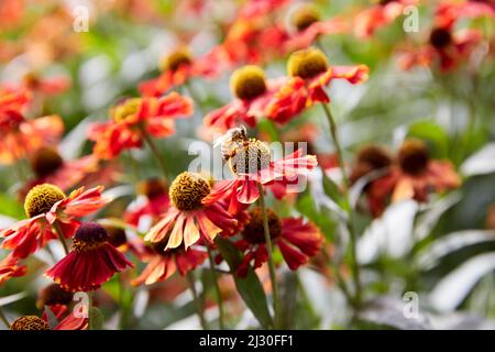 Bee on Helenium 'Red Jewel' Sneezeeed Flower bestäubt Stockfoto