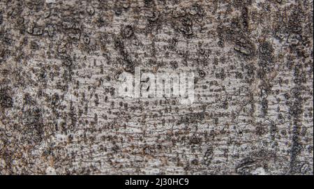 Holzhintergrund Design Stockfoto